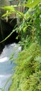 NATURAL GROWH MOSS ON NATURAL SPRING