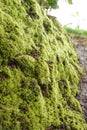 moss grows thickly on the walls Royalty Free Stock Photo