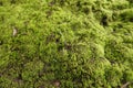 moss grows thickly on the walls Royalty Free Stock Photo