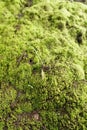 moss grows thickly on the walls Royalty Free Stock Photo