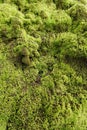 moss grows thickly on the walls Royalty Free Stock Photo