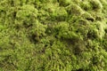 moss grows thickly on the walls Royalty Free Stock Photo