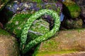 mossy rope above the rock, algea rocks