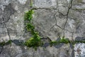 Moss growth on a weathered concrete surface with visible cracks, Cracked and weathered concrete surface with moss growing in the Royalty Free Stock Photo