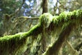 Moss hangind down off evergreen tree in Mcmillan Park in British Columbia