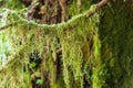 Moss hanging from a tree branch Royalty Free Stock Photo