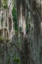Hanging tree moss Royalty Free Stock Photo