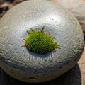 The moss has a rich dense texture with tiny sporophytes extending upwards Royalty Free Stock Photo