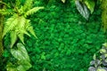 Moss in home interior, vertical garden texture background Royalty Free Stock Photo