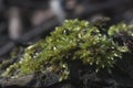 Moss Hypnum cupressiforme Royalty Free Stock Photo