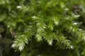 Moss Hypnum cupressiforme Royalty Free Stock Photo