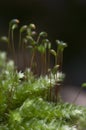 Moss Hypnum cupressiforme Royalty Free Stock Photo