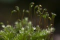 Moss Hypnum cupressiforme Royalty Free Stock Photo