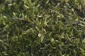 Moss Hypnum cupressiforme Royalty Free Stock Photo