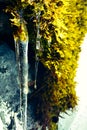 Moss Icicles Royalty Free Stock Photo