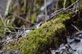 Moss image macro pic