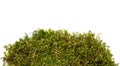 Moss isolated on white Royalty Free Stock Photo