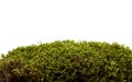 Moss isolated on white