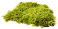 Moss isolated on a white background Royalty Free Stock Photo