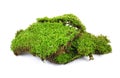 Moss isolated on white bakground Royalty Free Stock Photo