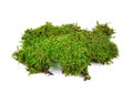 Moss isolated on white bakground