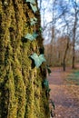 Moss and ivy in forest Royalty Free Stock Photo