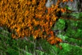 Moss and ivy on stone wall Royalty Free Stock Photo