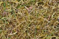 Moss kiling grass Royalty Free Stock Photo