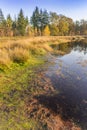 Moss on the lakeside in the moors of Borger