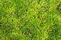 Moss in lawn. Lawn in serious need of moss killer. Removing old moss and dead grass from the lawn. Aeration and improving the lawn Royalty Free Stock Photo