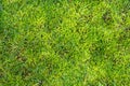 Moss in lawn. Lawn in serious need of moss killer. Removing old moss and dead grass from the lawn. Aeration and improving the lawn Royalty Free Stock Photo