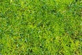 Moss in lawn. Lawn in serious need of moss killer. Removing old moss and dead grass from the lawn. Aeration and improving the lawn Royalty Free Stock Photo