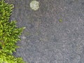 Moss leaves frame on stone Royalty Free Stock Photo