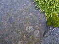 Moss leaves frame on stone Royalty Free Stock Photo