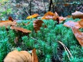 Moss and leaves