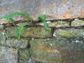Moss and Lichen on Aged Sandstone Wall Royalty Free Stock Photo