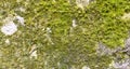 Moss lichen background on the grungy cement wall texture Royalty Free Stock Photo
