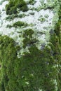 Moss and lichen on bark of silver poplar Royalty Free Stock Photo