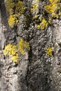 Moss lichen bark Royalty Free Stock Photo