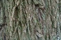 Moss and lichen on bark of weeping willow