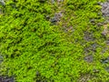 Moss and lichen Royalty Free Stock Photo