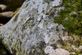 Moss and Lichen Covered Rock Texture in Natural Setting Royalty Free Stock Photo