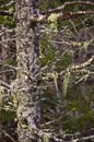 Moss and lichen covered tree