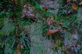 Moss and lichen, different herbs and leaves on the rock close-up. Forest ground background. Top view. Copy space Royalty Free Stock Photo