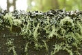 Moss and Lichen