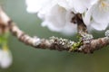 Moss and lichen on flowering cherry branch in spring Royalty Free Stock Photo
