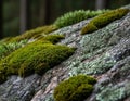 Moss and lichen forming organic pattern on uneven stone. Royalty Free Stock Photo