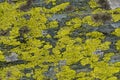 Moss and lichen on granite stone rock texture Royalty Free Stock Photo