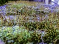 Moss, lichen and grass growing wildly