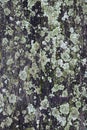 Moss or lichen grew up in graveyard on the grave on the tree Royalty Free Stock Photo